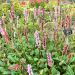 Persicaria affinis Darjeeling Red