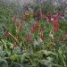 Persicaria Blackfield
