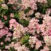 Rosier Galaxy Vega Meilcy002