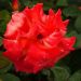 Rosa rampicante CRISTOFORO COLOMBO® Meironssesar