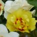 Rosa rampicante EYECONIC ® Meipouzmoi