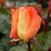 Rosa a cespuglio LOUIS DE FUNES® Meirestif