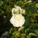 Rosa paesaggistica MARINA PICASSO® Meidyceus