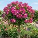 Rosa ad alberello FRIENDLY ® Purple Meicosme