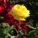 Rosa a cespuglio CARTE D'OR® Meidresia