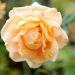 Rosa a cespuglio Casanova
