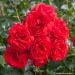 Rosa Scarlet BONICA ® Meiscarlebo