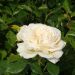 Rosa a cespuglio CAMILLE CLAUDEL® Meiroguste