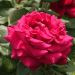 Rosa a cespuglio CHARLOTTE RAMPLING® Meihirvin