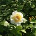Rosa a cespuglio Lady ROMANTICA® Meiperette