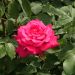 Rosa a cespuglio VELASQUEZ® Meimirtylus