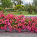 Rosa paesaggistica Pink DRIFT Meijocos