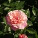 Rosa ad alberello BOTTICELLI® Meisylpho