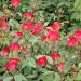 Rosa rampicante COCKTAIL® Meimick
