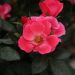 Rosa miniatura ZEPETI® Pink Glow Meissoniet