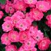 Rosa paesaggistica Hot Pink MEIDILAND® Sprogreatpink
