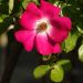 Rosa ad alberello FRIENDLY ® Purple Meicosme