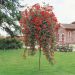 Rosa piangente MEILLANDECOR ® Rosso Meineble