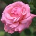 Rosa paesaggistica Queen Elisabeth