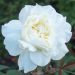 Rosa antica Boule de Neige