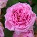 Rosa antica Comte de Chambord (1858)