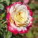 Rosa a cespuglio DOUBLE DELIGHT® Andeli