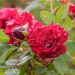 Rosa a cespuglio Mister Lincoln