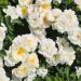 Rosa ad alberello LA GRANDE MOTTE® Meimeigea