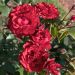 Rosa ad alberello MATTHIAS MEILLAND® Meifolio