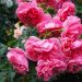 Rosa rampicante PINK CLOUD