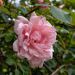 Rosa rampicante Albertine