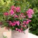 Rosa miniatura GALAXY® Antares Meilcy001