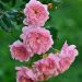 Rosa paesaggistica The Fairy