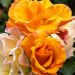 Rosa paesaggistica TEQUILA® Meipomolo