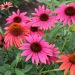 Rudbeckia Cheyenne Spirit o Echinacea
