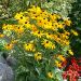 Rudbeckia fulgida Goldsturm