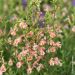 Salvia arbustiva Belle de Loire