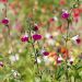 Salvia arbustiva Amethyst Lips