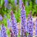 Salvia nemorosa Blauhügel,