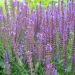 Salvia nemorosa Ostfriesland