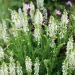 Salvia nemorosa Schneehügel
