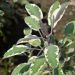 Salvia comune variegata o Salvia officinalis Tricolor