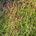 Salvastrella maggiore o Sanguisorba officinalis Tanna