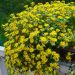 Sanvitalia speciosa Aztekengold
