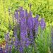 Salvia blu Reine des Bleues