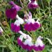 Salvia arbustiva Amethyst Lips