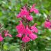 Salvia arbustiva Pluenn