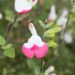 Salvia arbustiva Pink Lips
