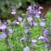 Salvia arbustiva So Cool Pale Blue