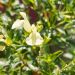 Salvia arbustiva Sungold